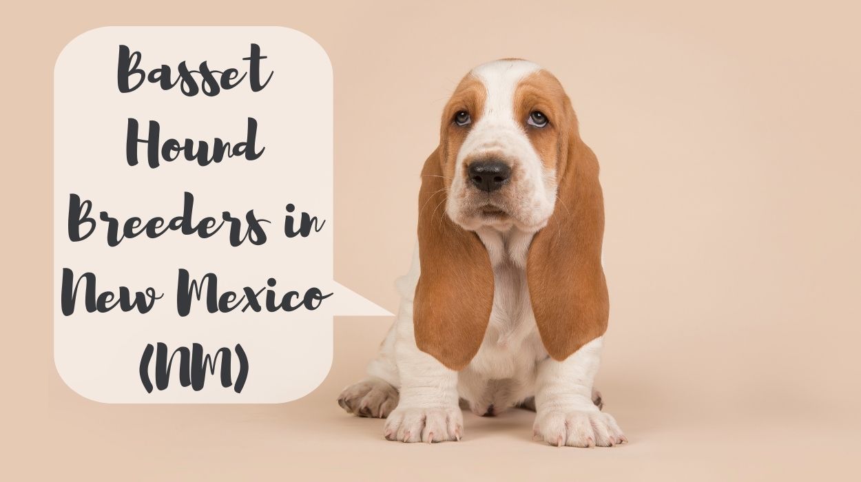 Basset Hound Breeders in New Mexico (NM)