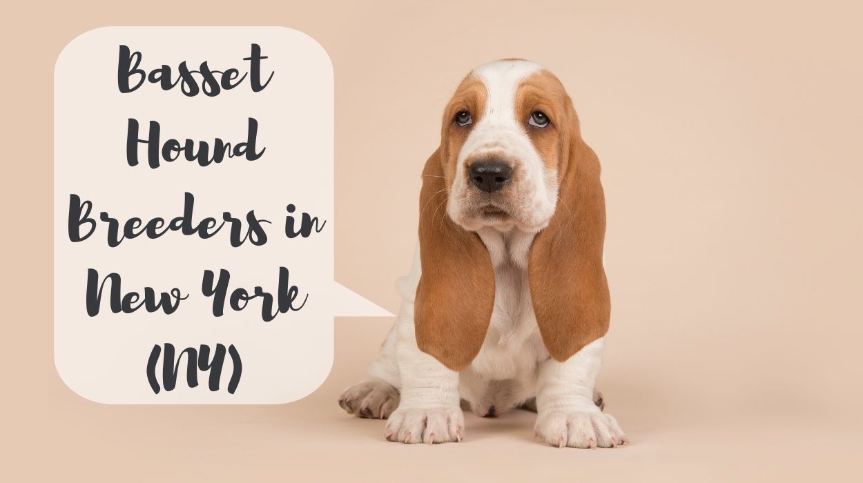 Basset Hound Breeders in New York (NY)