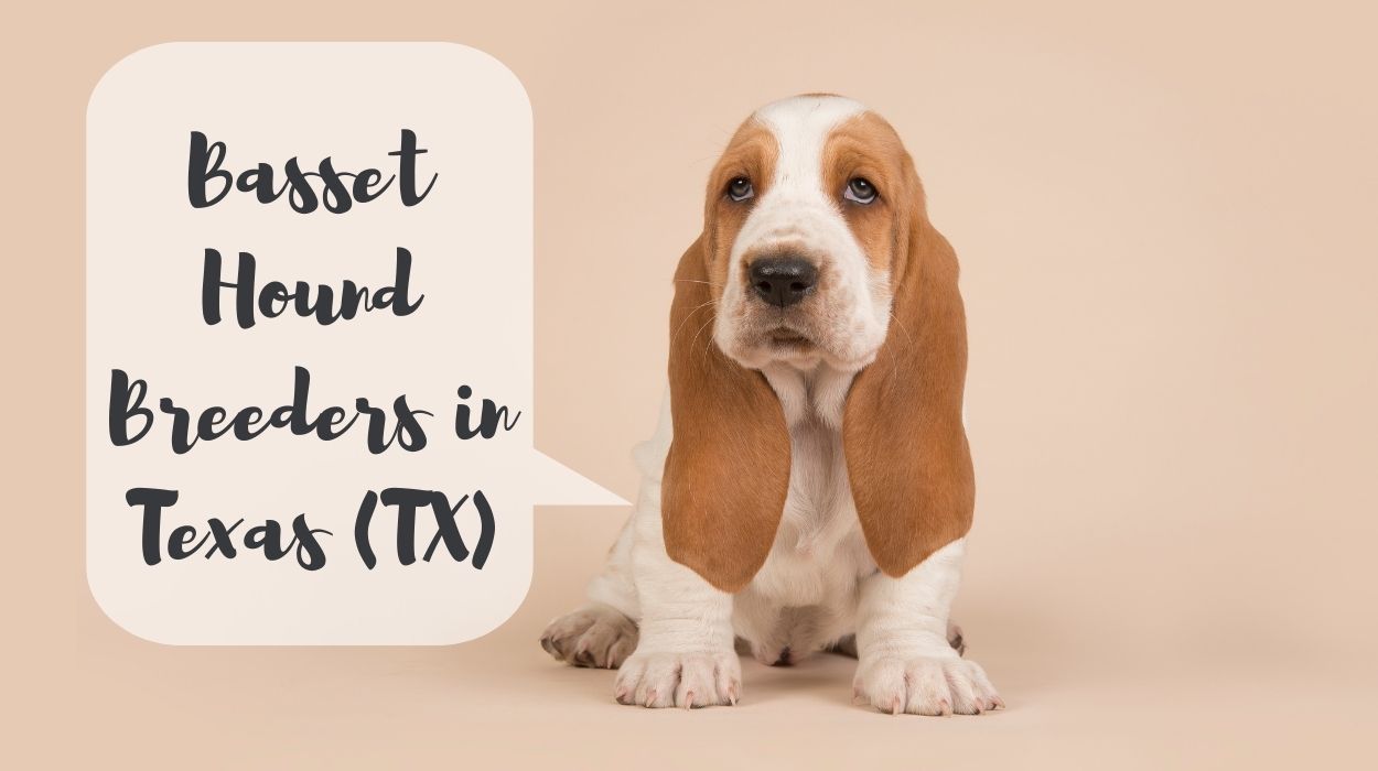 Basset Hound Breeders in Texas (TX)
