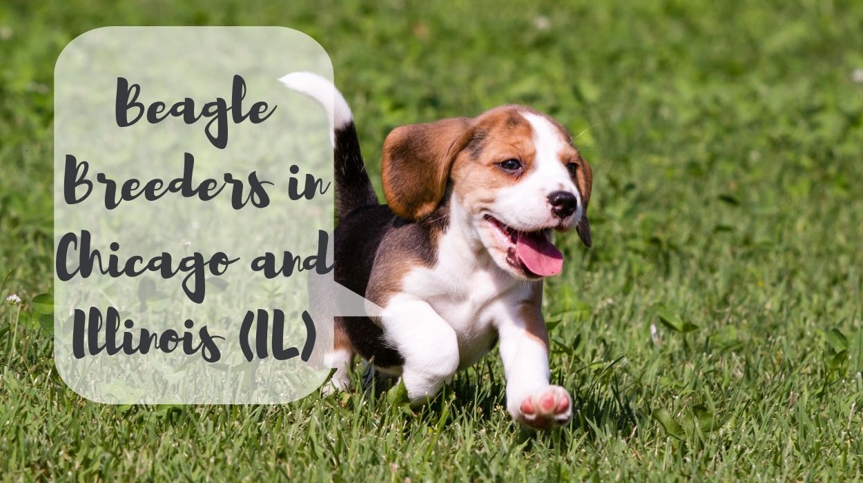 Beagle Breeders in Chicago and Illinois (IL)