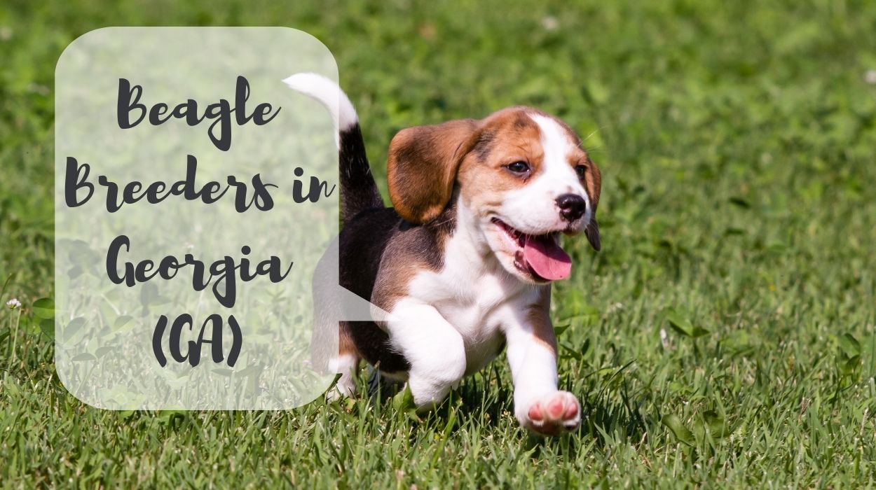 Beagle Breeders in Georgia (GA)