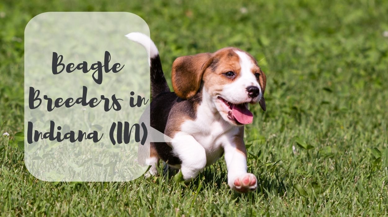Beagle Breeders in Indiana (IN)