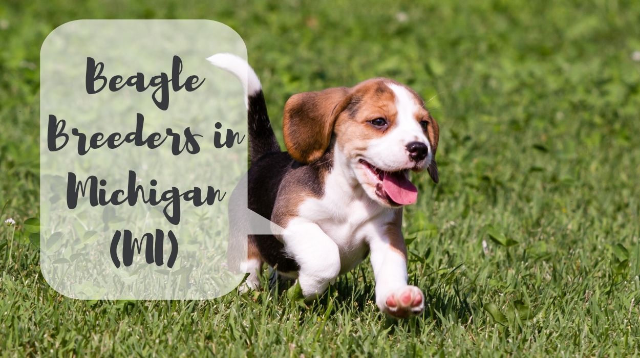 Beagle Breeders in Michigan (MI)
