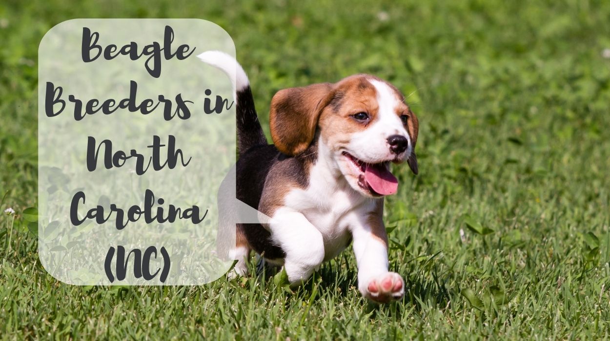 Beagle Breeders in North Carolina (NC)