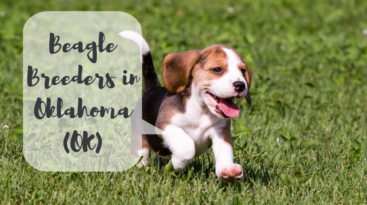 Beagle Breeders in Oklahoma (OK)