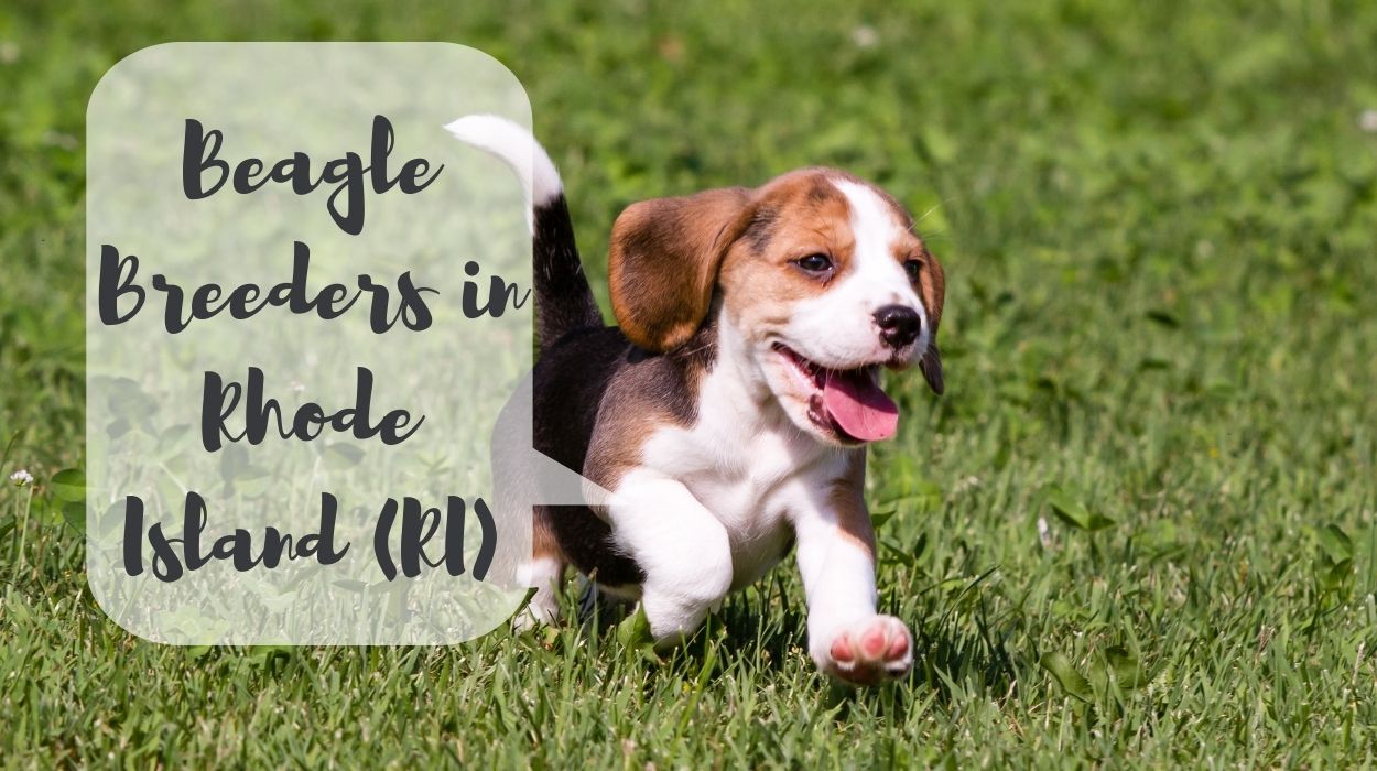 Beagle Breeders in Rhode Island (RI)