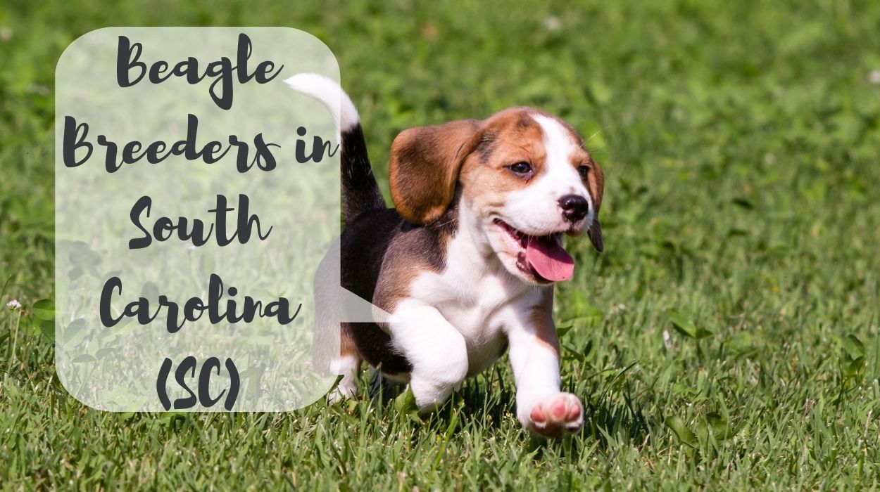 Beagle Breeders in South Carolina (SC)
