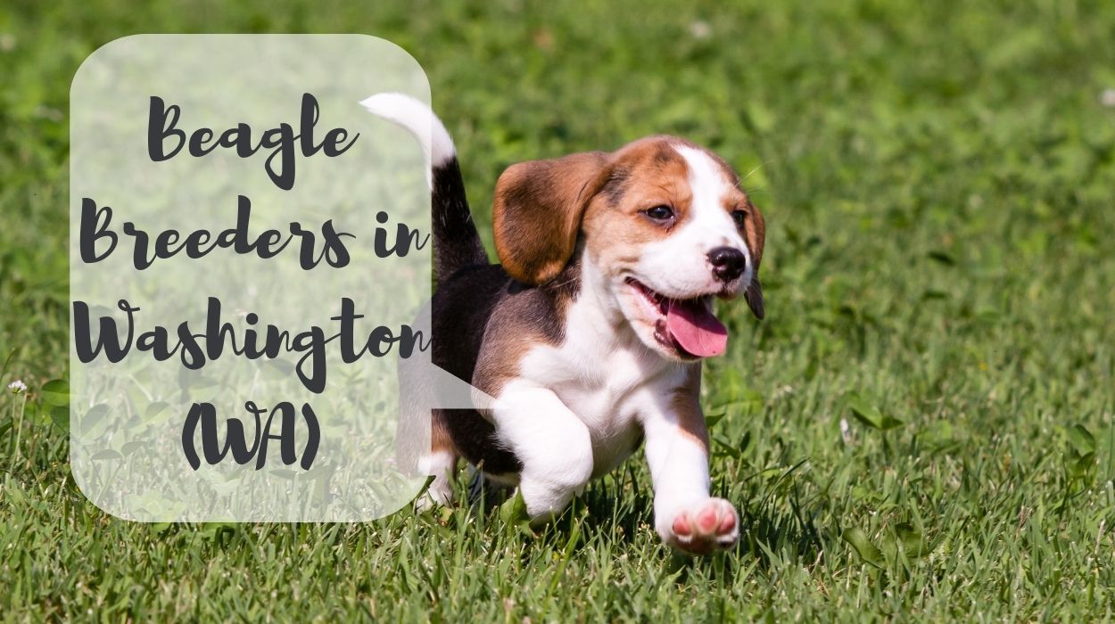 Beagle Breeders in Washington (WA)