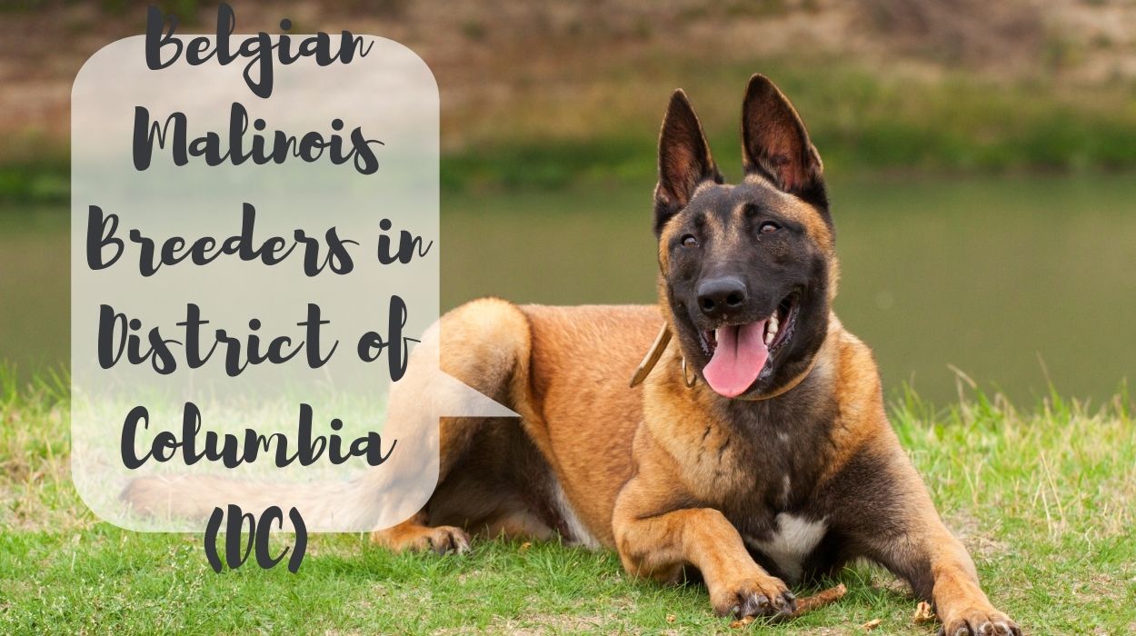 Belgian Malinois Breeders in District of Columbia (DC)