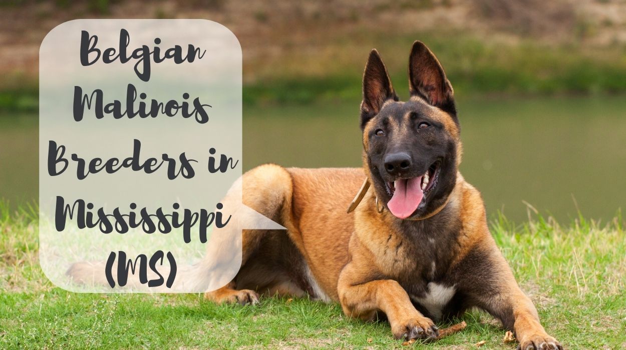 Belgian Malinois Breeders in Mississippi (MS)