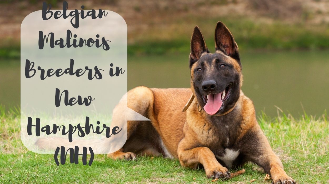 Belgian Malinois Breeders in New Hampshire (NH)