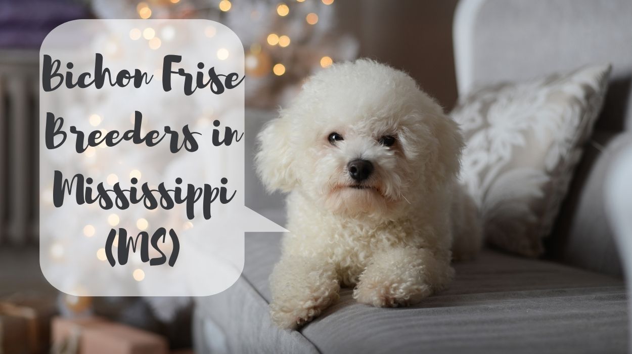 Bichon Frise Breeders in Mississippi (MS)