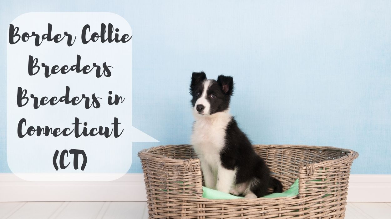 Border Collie Breeders in Connecticut (CT)