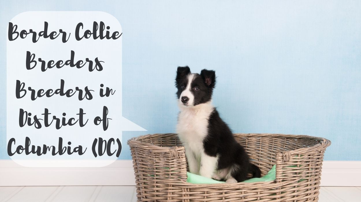 Border Collie Breeders in District of Columbia (DC)