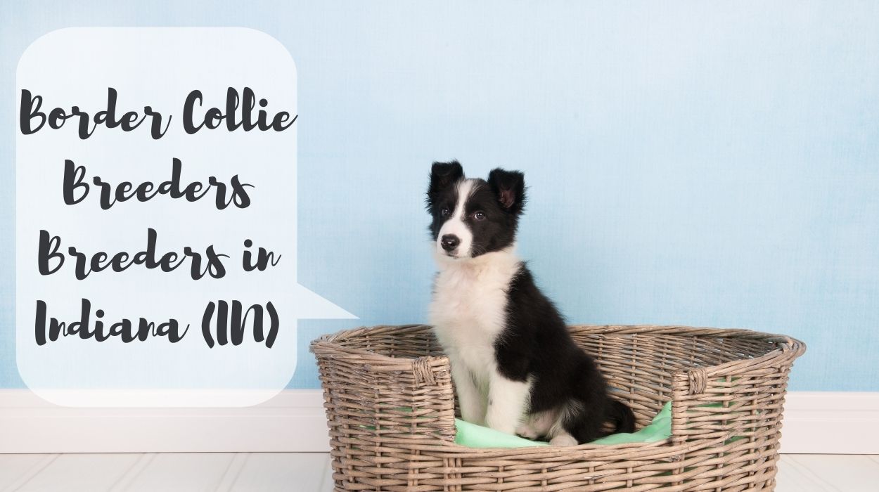 Border Collie Breeders in Indiana (IN)