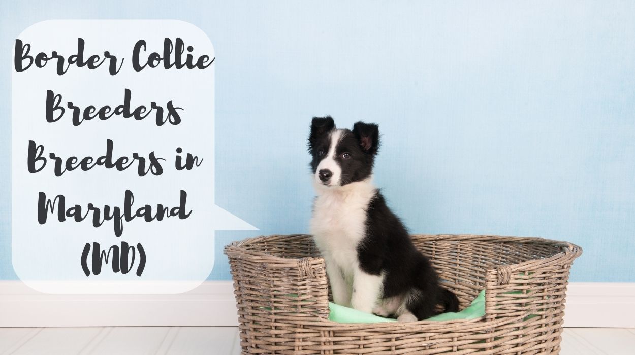 Border Collie Breeders in Maryland (MD)