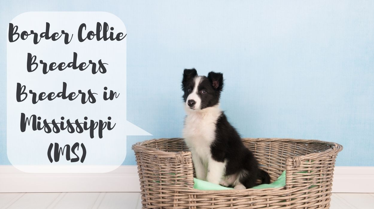 Border Collie Breeders in Mississippi (MS)