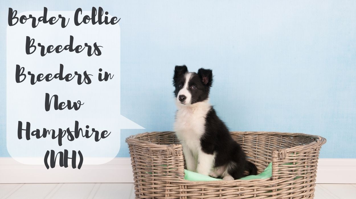 Border Collie Breeders in New Hampshire (NH)