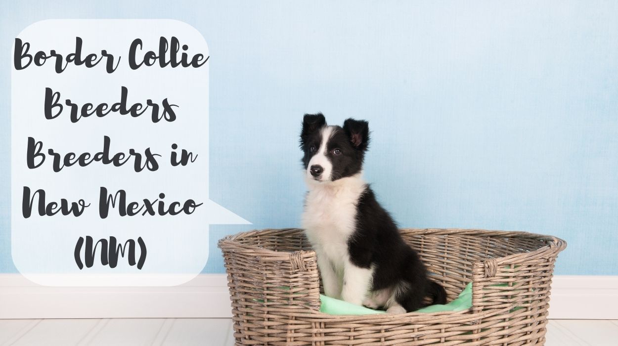 Border Collie Breeders in New Mexico (NM)