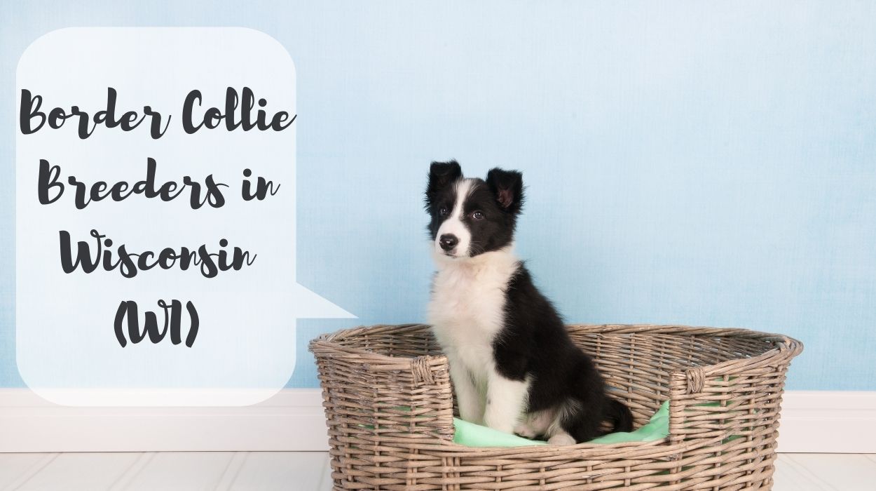 Border Collie Breeders in Wisconsin (WI)