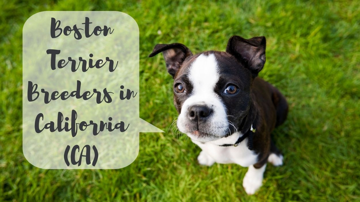 Boston Terrier Breeders in California (CA)