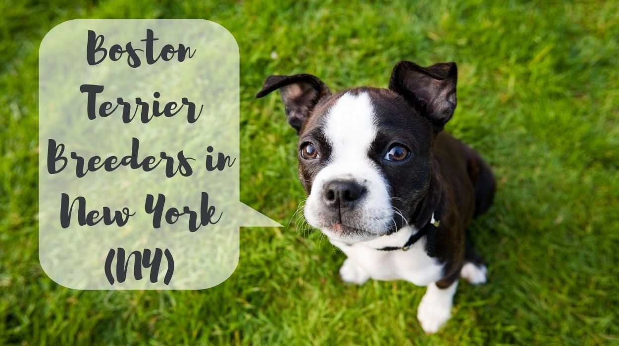 Boston Terrier Breeders in New York (NY)