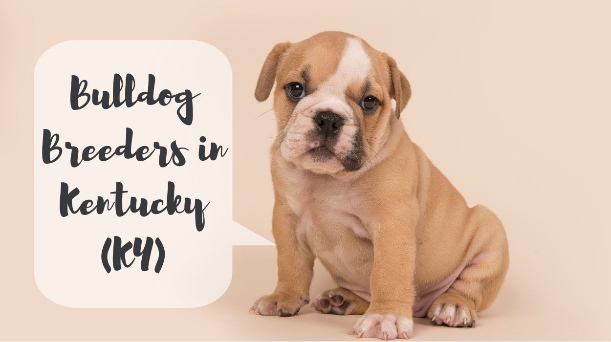 Bulldog Breeders in Kentucky (KY)