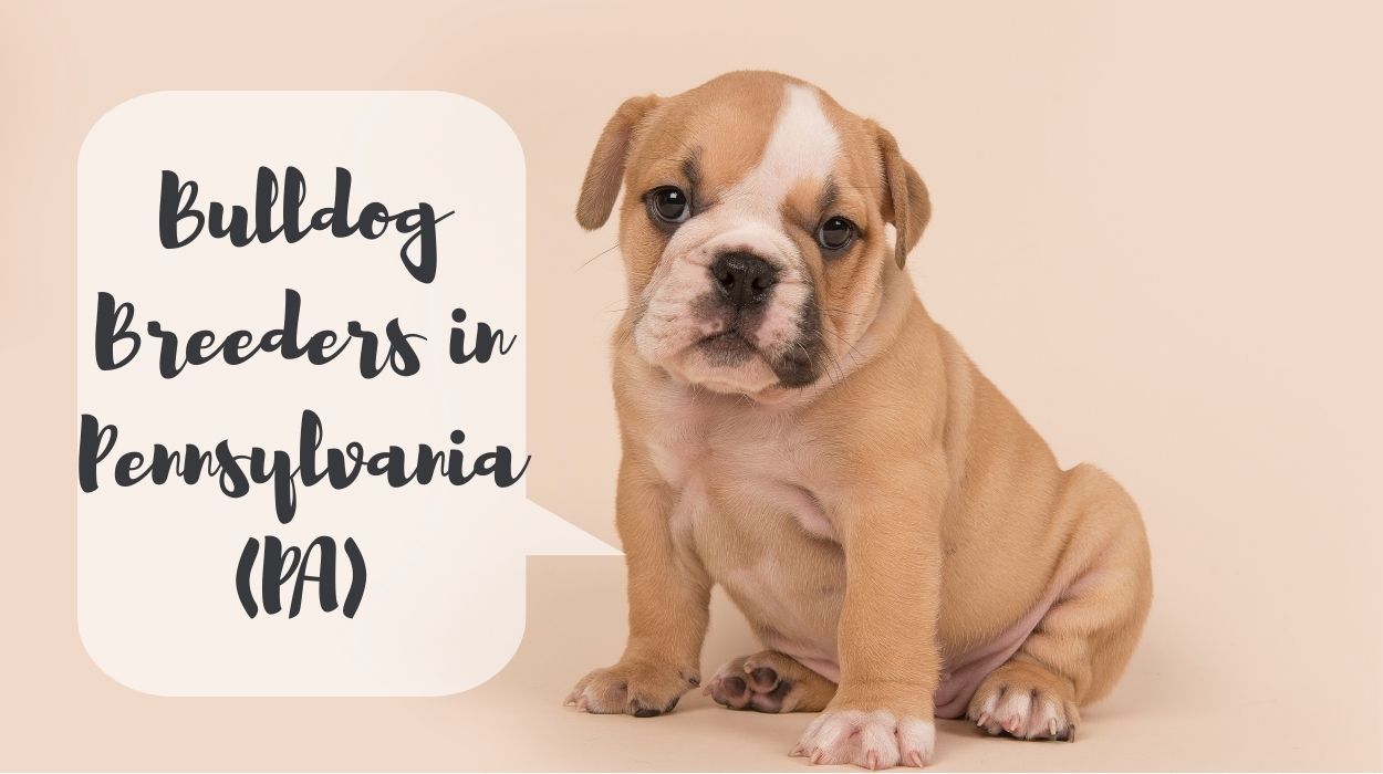 Bulldog Breeders in Pennsylvania (PA)