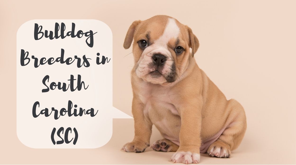 Bulldog Breeders in South Carolina (SC)