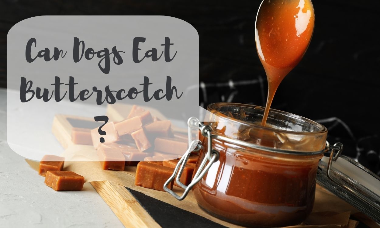 Can Dogs Eat Butterscotch?