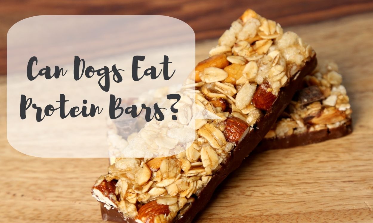 Can Dogs Eat Protein Bars?