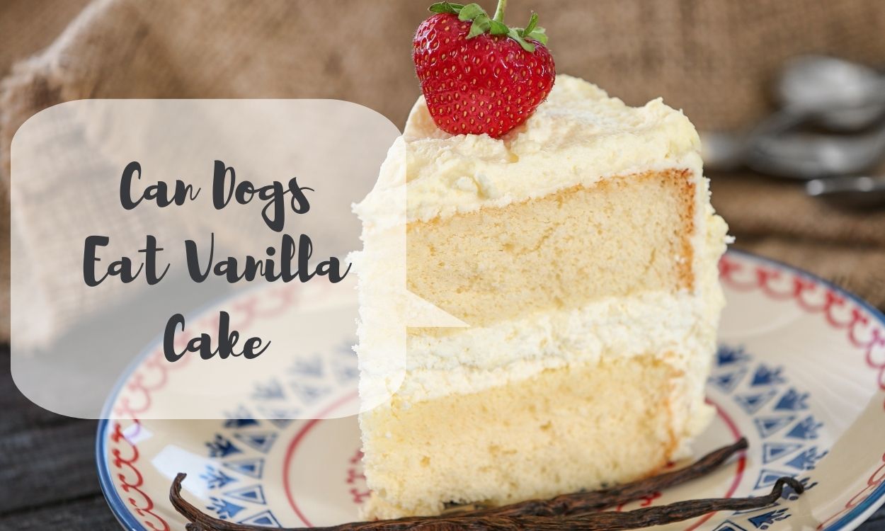 Can Dogs Eat Vanilla Cake