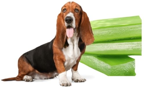 Can I feed my dog aloe vera, and is it safe?