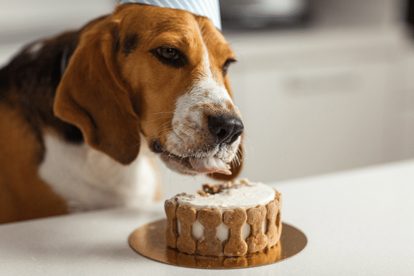 Can Vanilla Cake Cause Alcohol Poisoning In Dogs