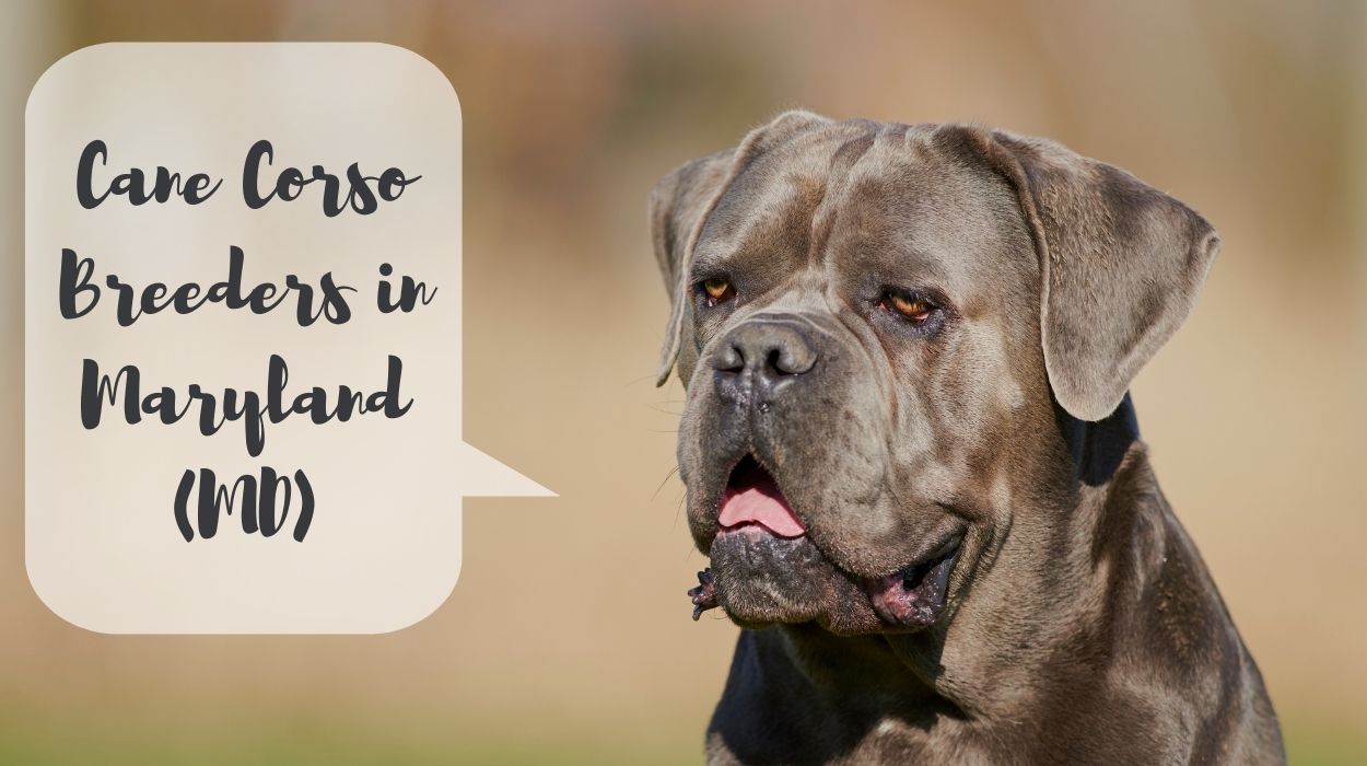 Cane Corso Breeders in Maryland (MD)