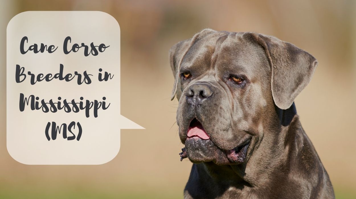 Cane Corso Breeders in Mississippi (MS)