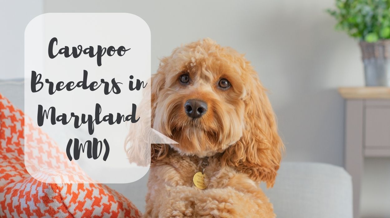 Cavapoo Breeders in Maryland (MD)
