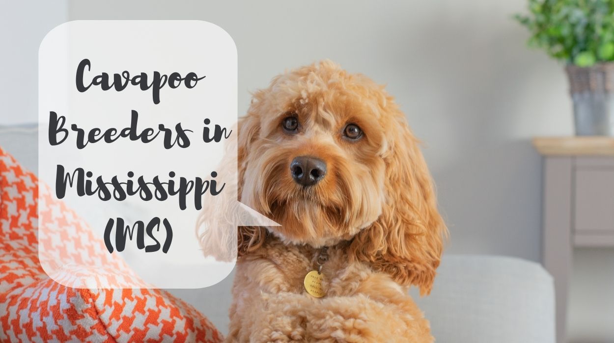 Cavapoo Breeders in Mississippi (MS)