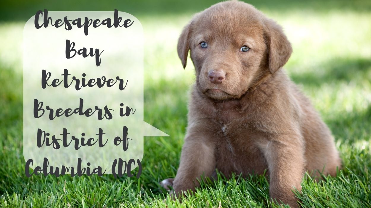 Chesapeake Bay Retriever Breeders in District of Columbia (DC)
