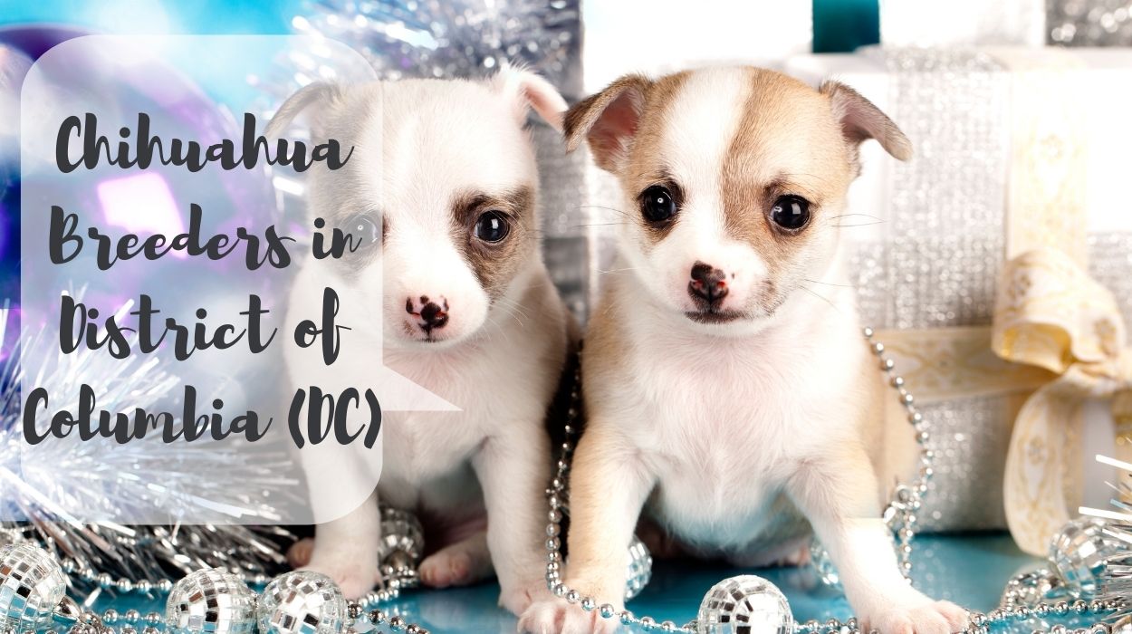 Chihuahua Breeders in District of Columbia (DC)