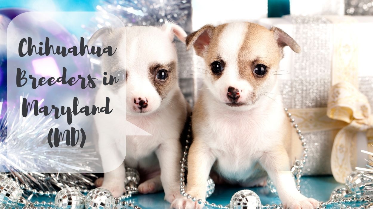 Chihuahua Breeders in Maryland (MD)
