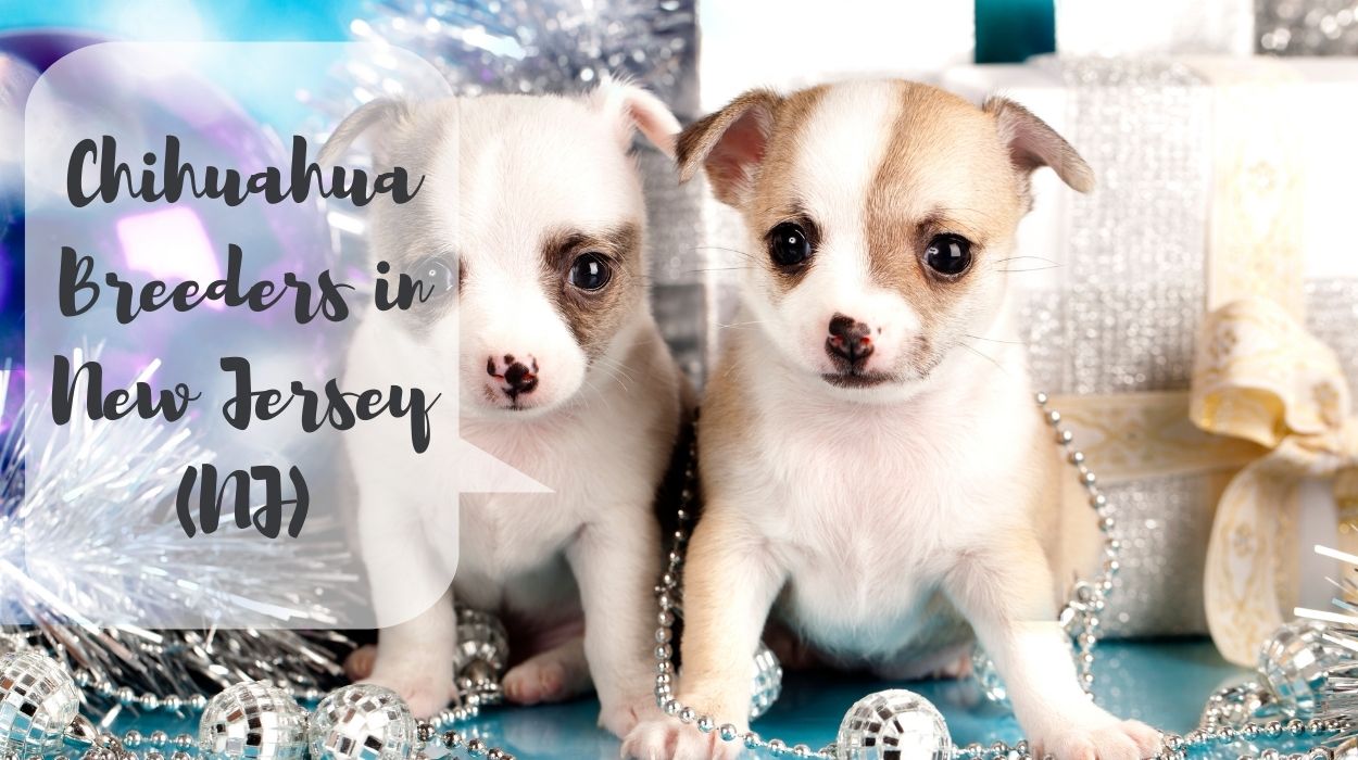 Chihuahua Breeders in New Jersey (NJ)