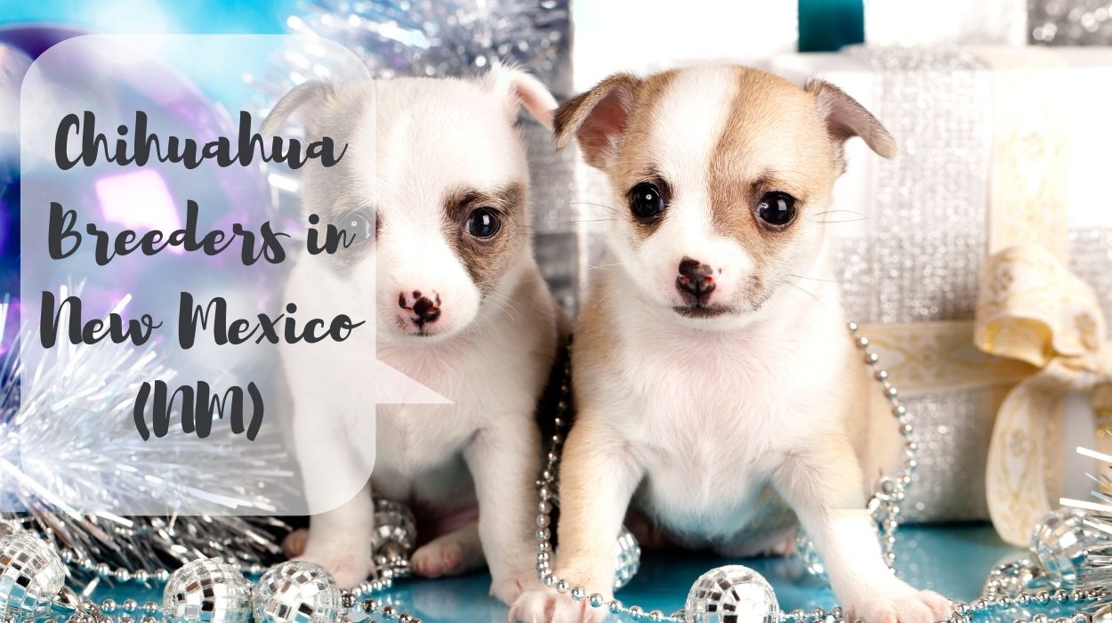 Chihuahua Breeders in New Mexico (NM)