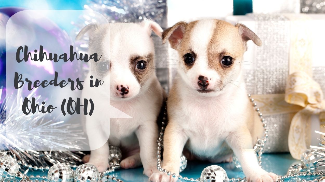 Chihuahua Breeders in Ohio (OH)
