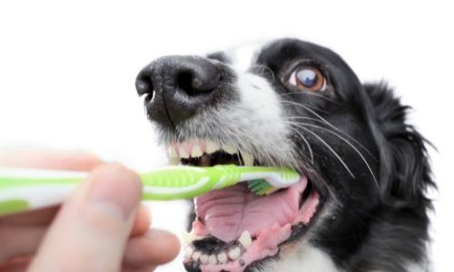 Dental hygiene of Dog