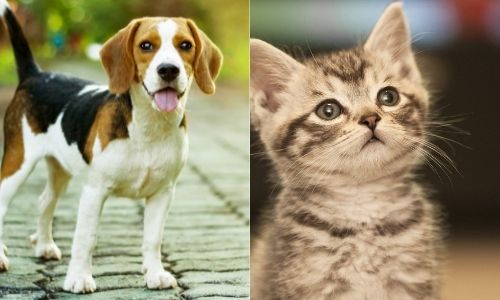 Do Beagles and cats get along? If Yes, then Why?