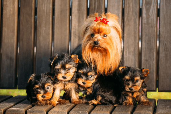 Do male dogs recognize their puppies