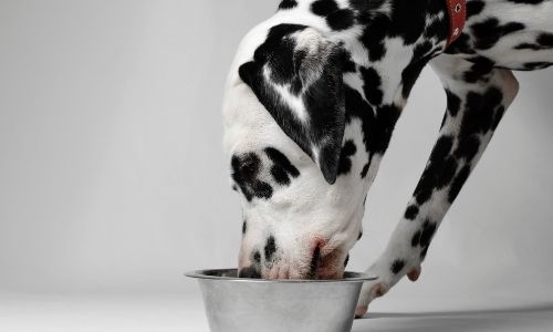 Does milk alone harm dogs?