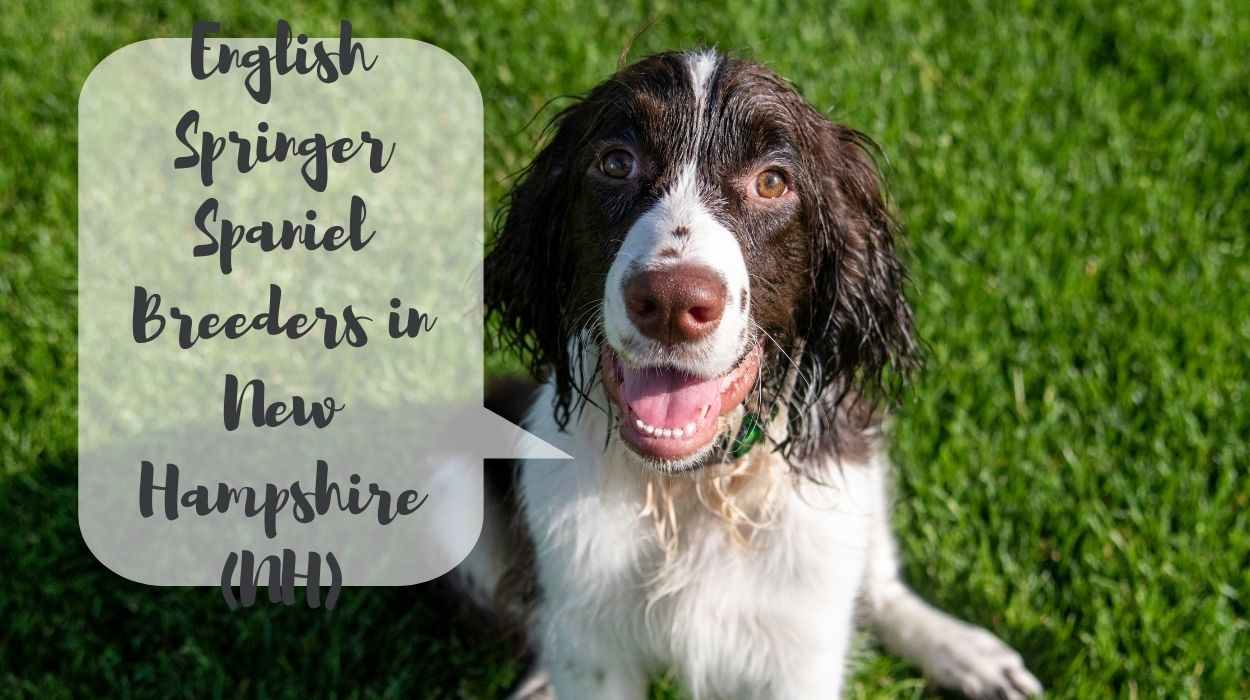 English Springer Spaniel Breeders in New Hampshire (NH)