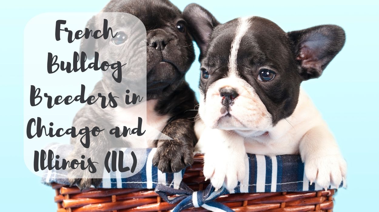 French Bulldog Breeders in Chicago and Illinois (IL)